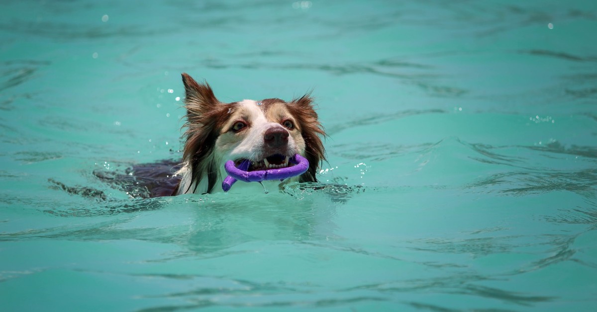 cucciolo di cane può nuotare