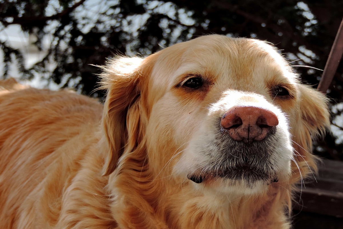 cane contrariato