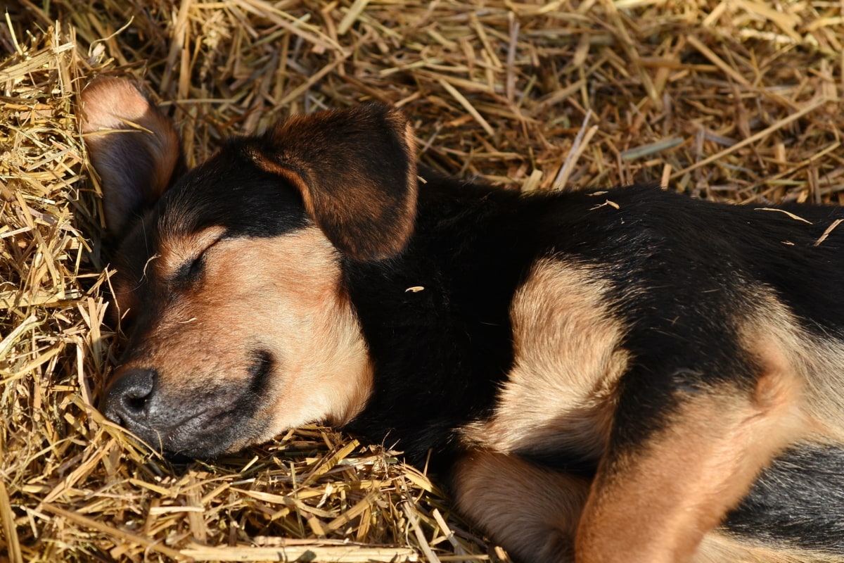 cucciolo di cane che dorme