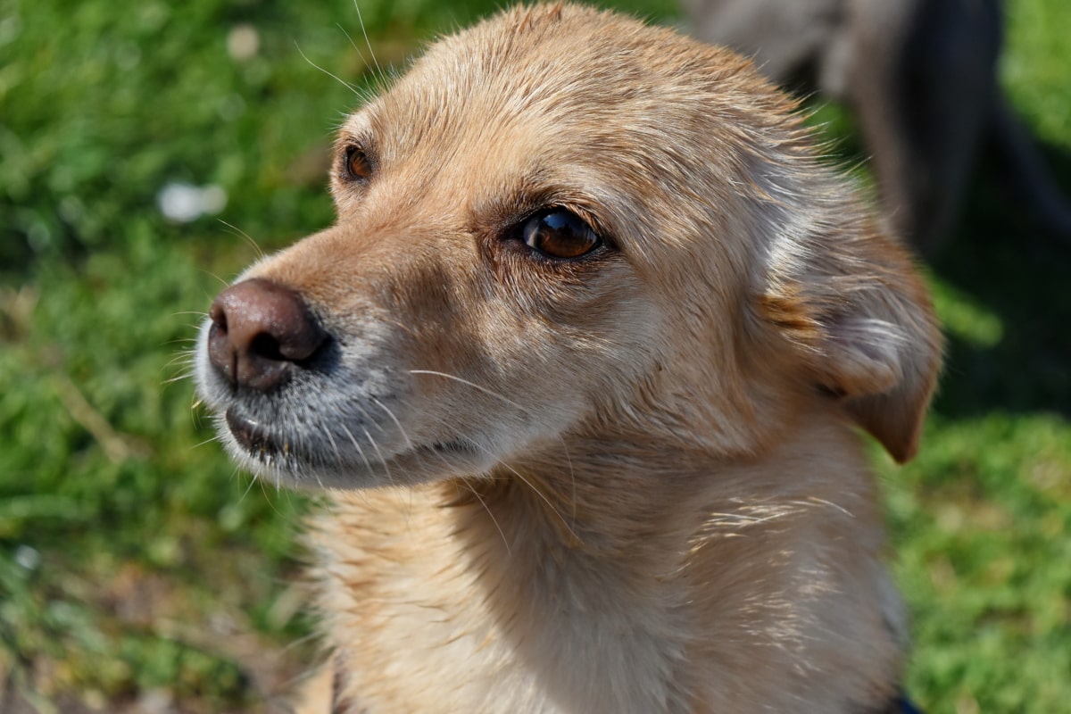 cane molto triste