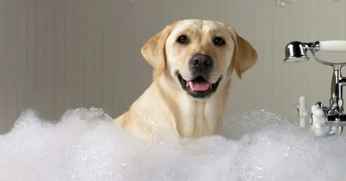 Labrador fa il bagno