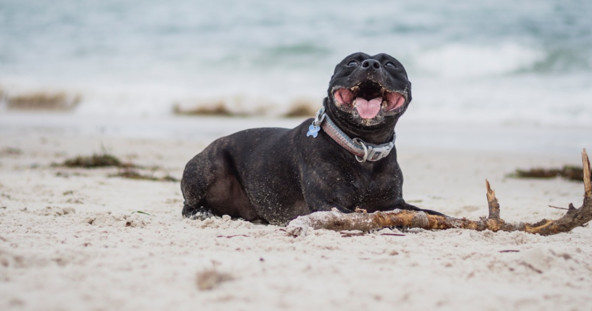 cane con bastone sulla sabbia