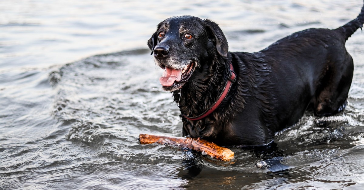 cane trasporta bastone in acqua