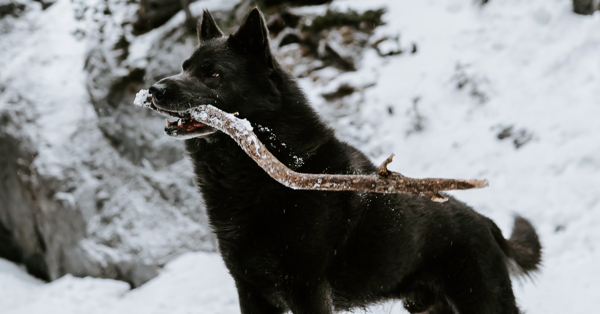 cane e legno nella neve