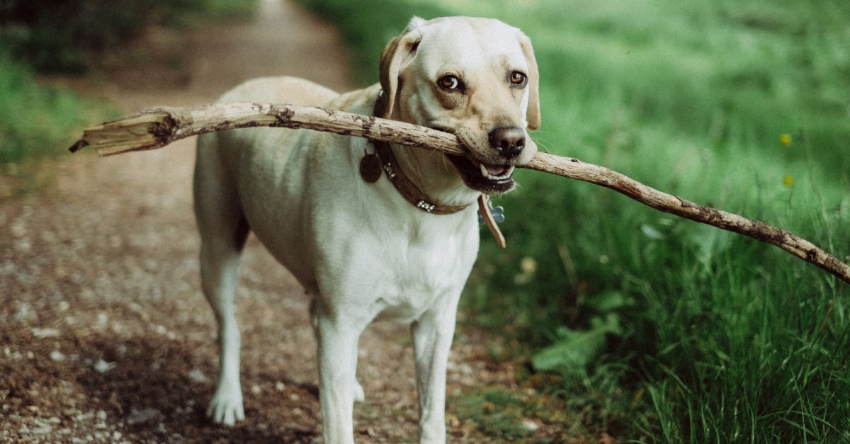 cane trasporta bastoncino di legno