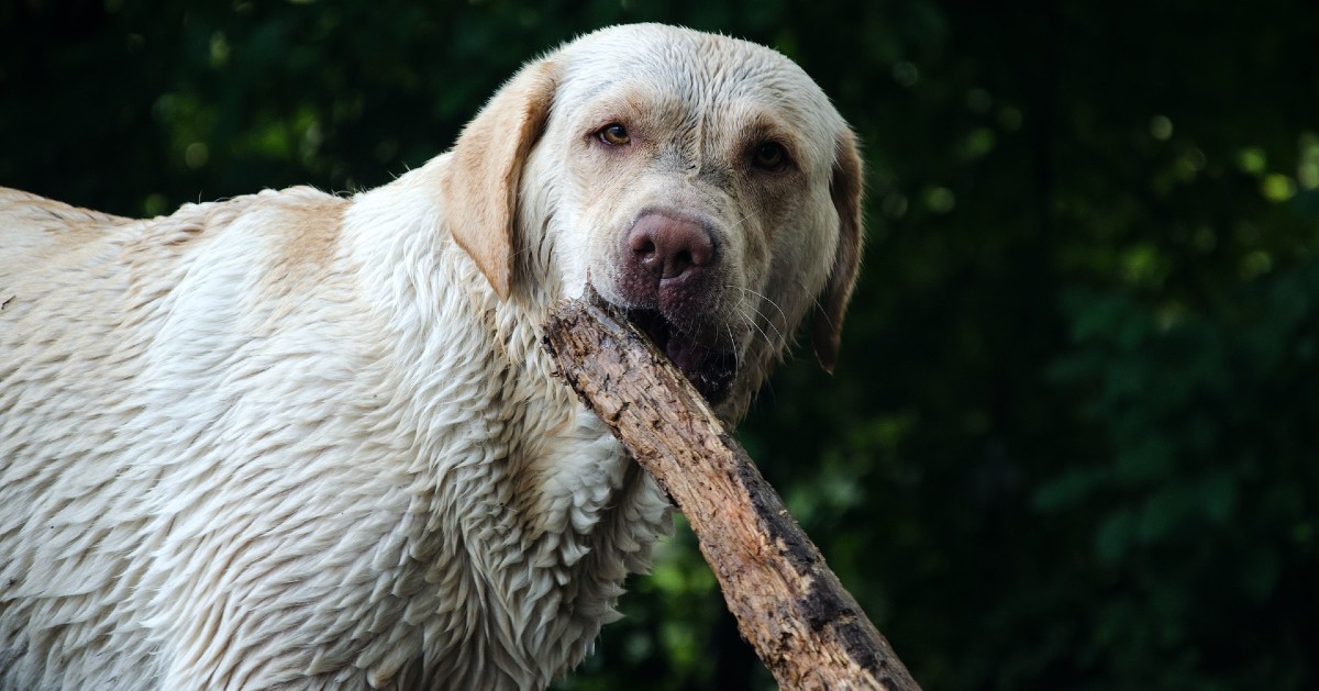 cane mastica legno