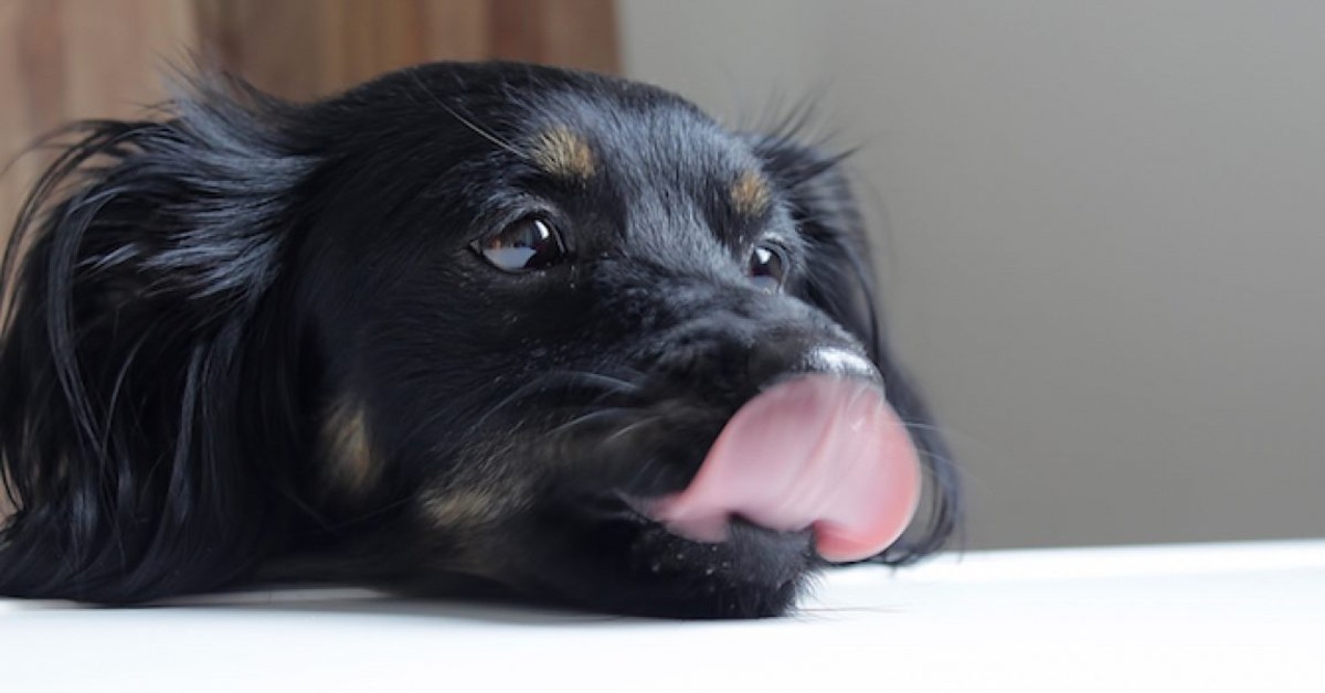 Perché i cani mangiano sul tappeto? Ecco perché scelgono di farlo