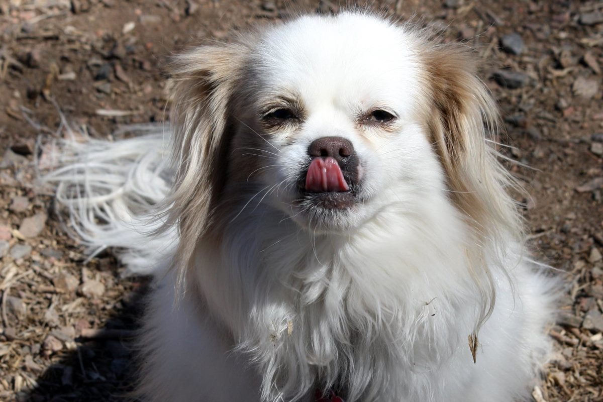 cane con la lingua di fuori