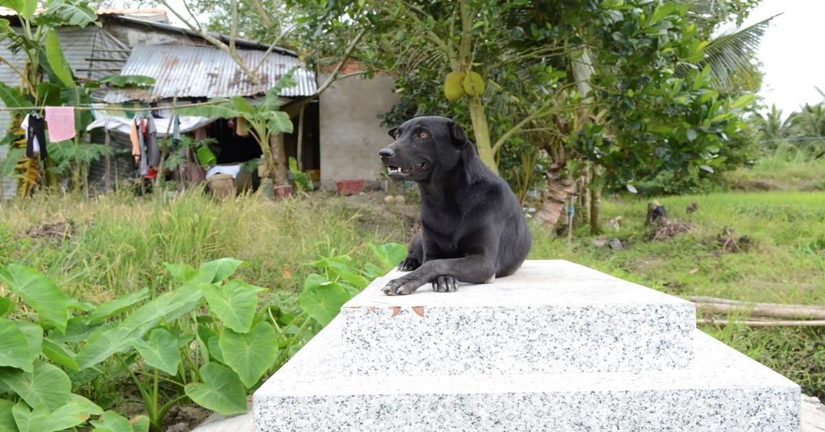 La commovente storia di Mino, una cucciola di cane che da tre anni non si muove dalla tomba del suo fratellino umano (VIDEO)