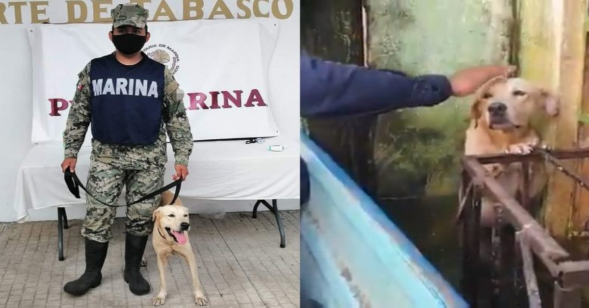 due foto di cane salvato da inondazione