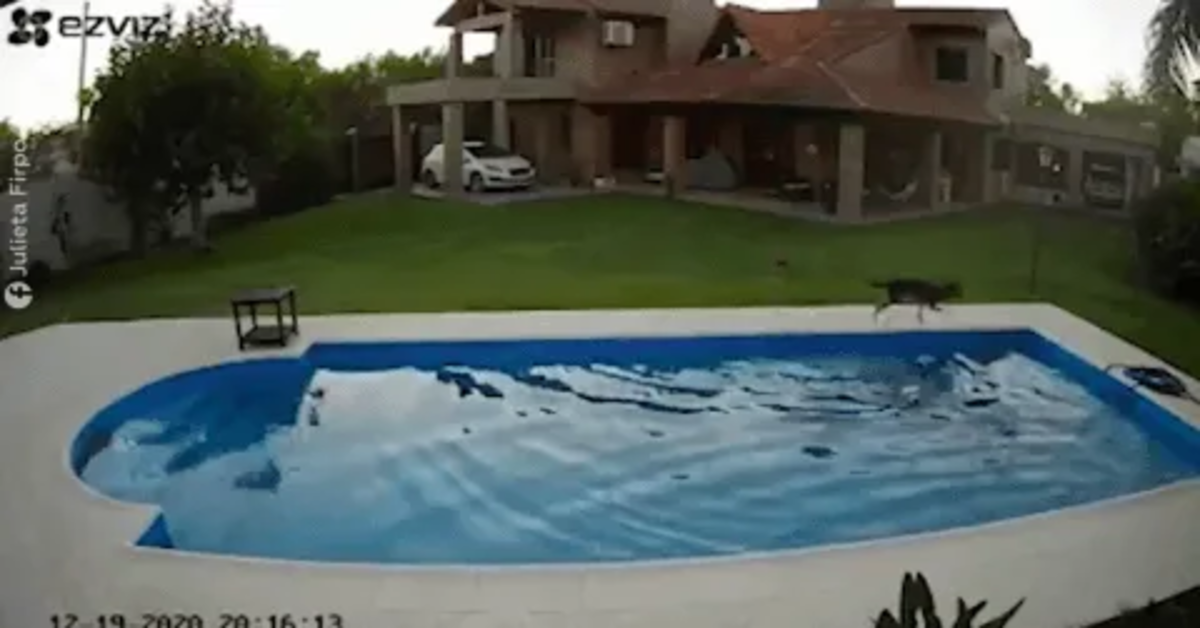 caipirinha cerca di salvare l'amica Luna caduta in piscina