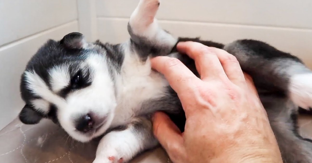 Dei piccoli cuccioli di Husky ricevono le coccole e si rilassano (VIDEO)