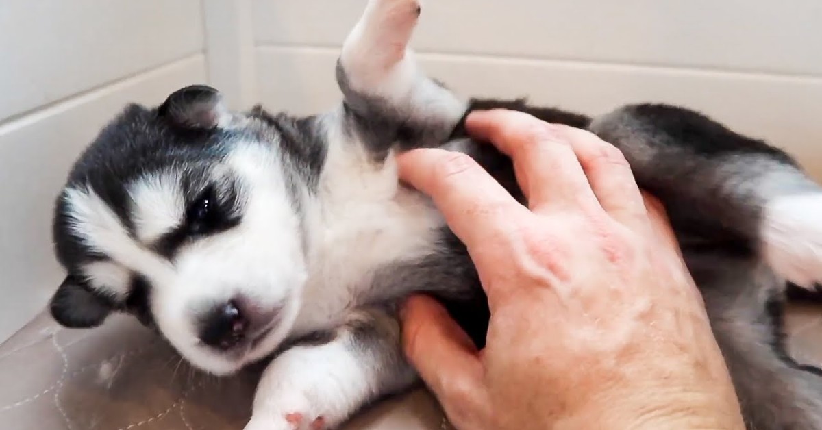 Dei piccoli cuccioli di Husky ricevono le coccole e si rilassano (VIDEO)