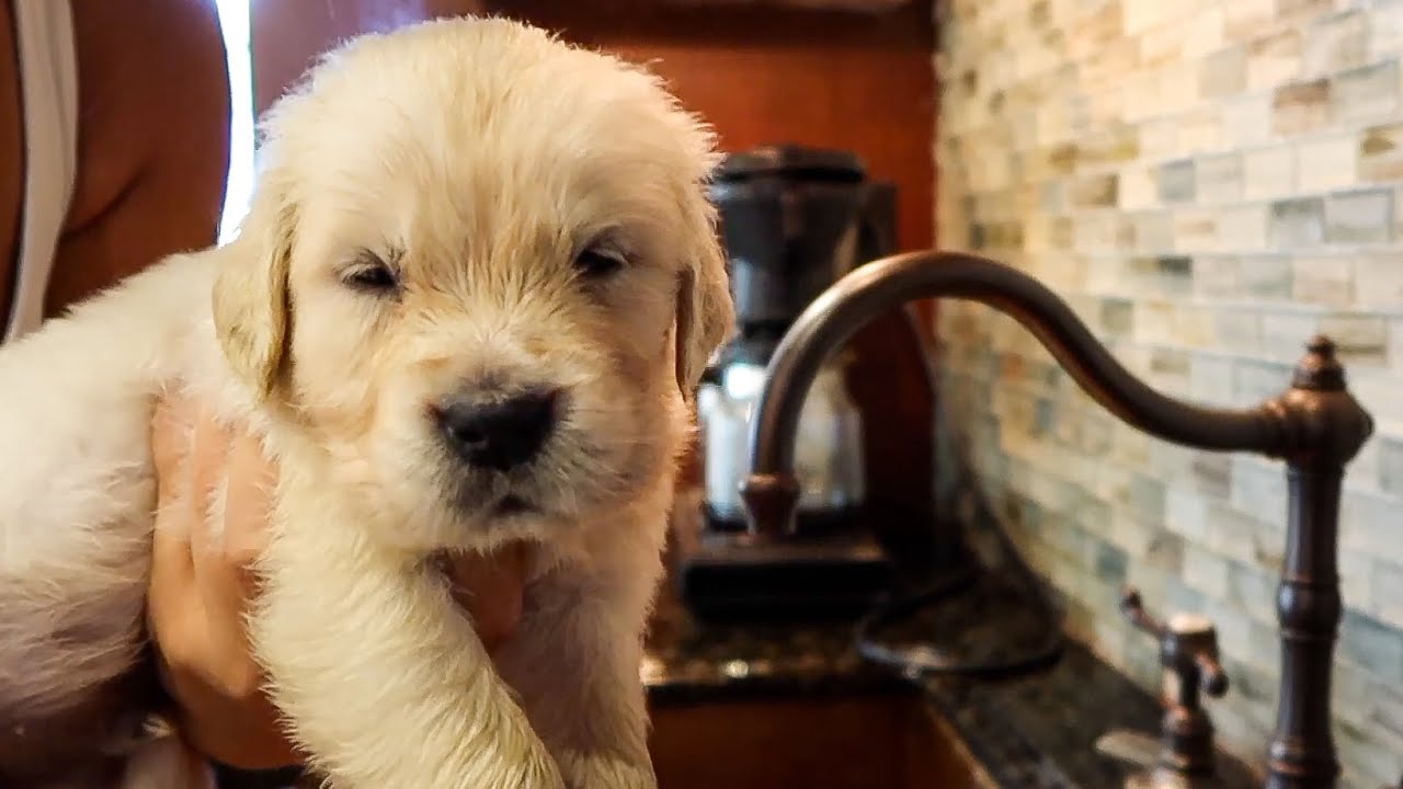 Un piccolo cucciolo di Golden Retriever fa il bagno per la prima volta (VIDEO)
