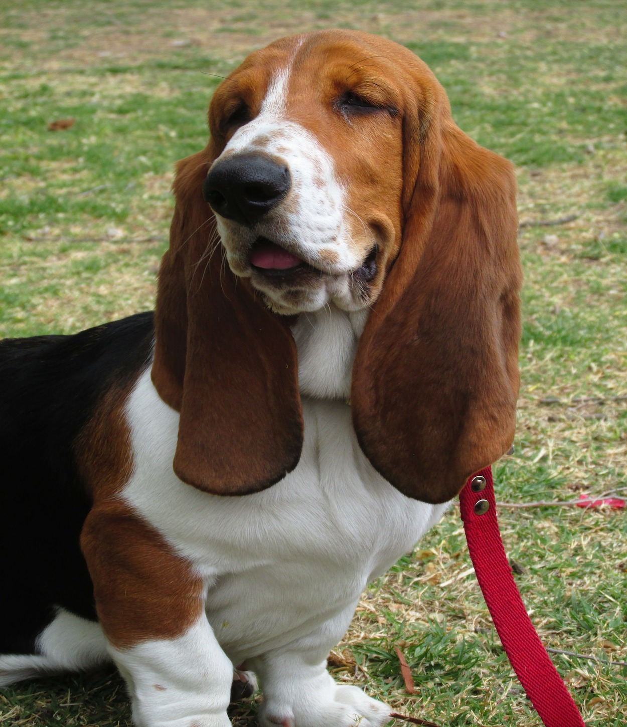 basset hound nel prato