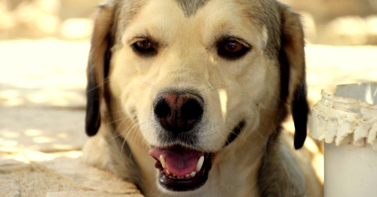 Questo cucciolo di cane saluta i passanti in modo semplicemente fantastico, il video ne è la conferma