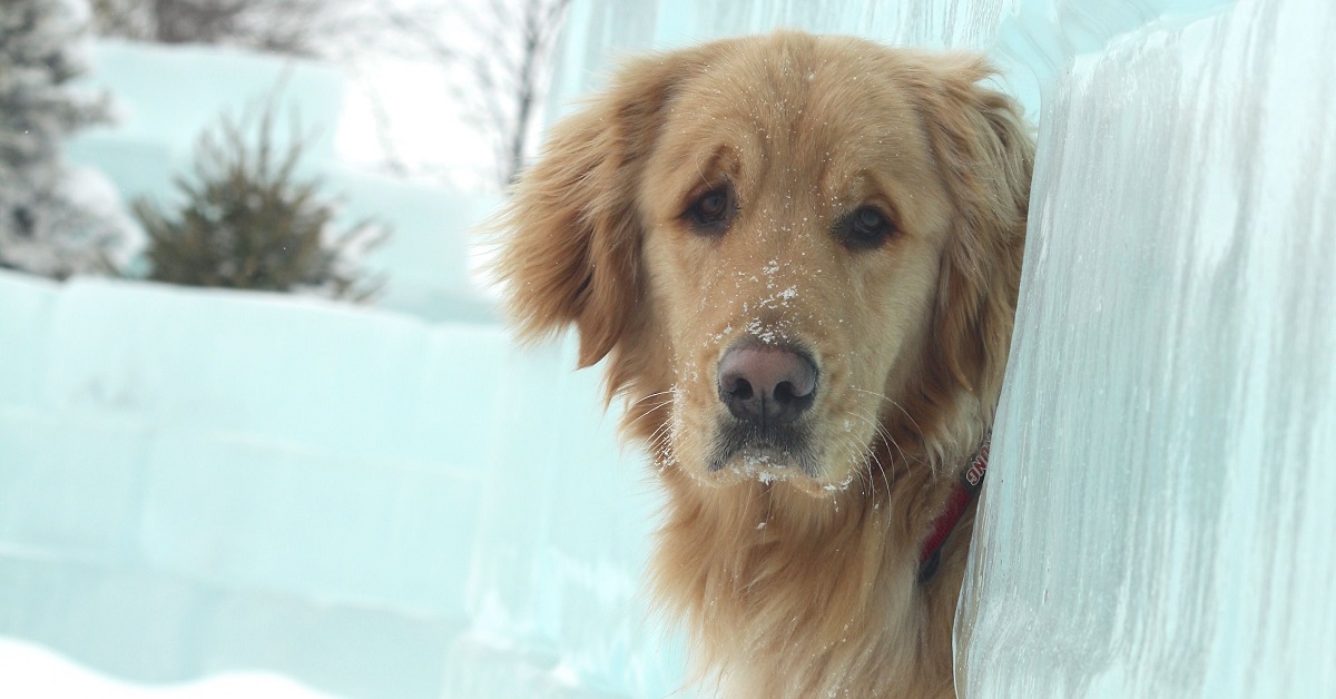 Questo cucciolo Golden Retriever ha un debole per le strade ghiacciate, il divertente video