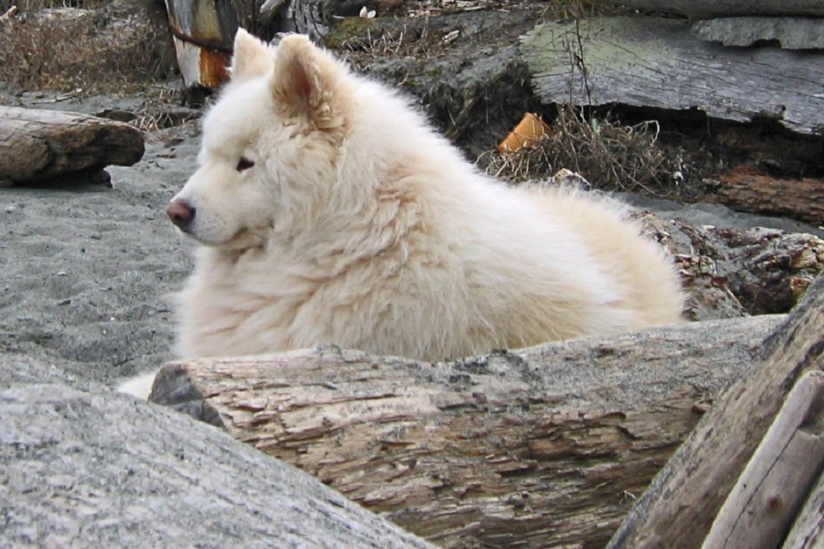 cane con pelo lungo