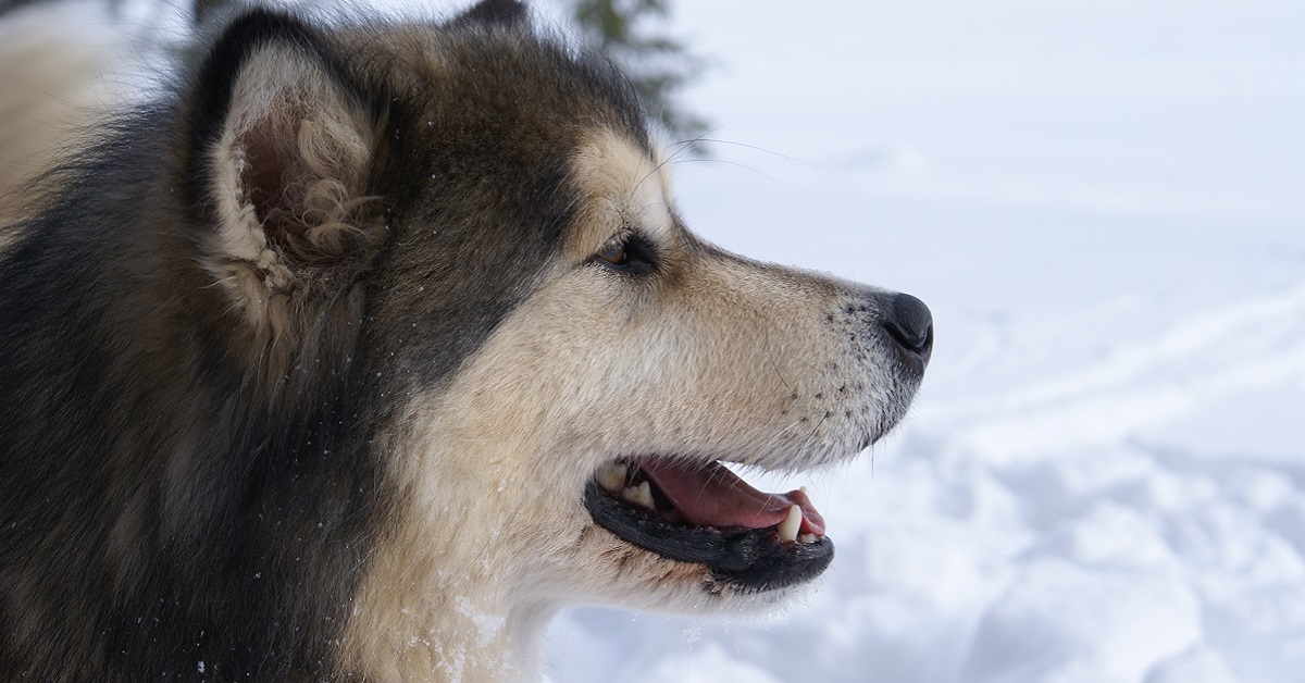 Razze di cani nordici, le 5 più affascinati e che sanno resistere al freddo