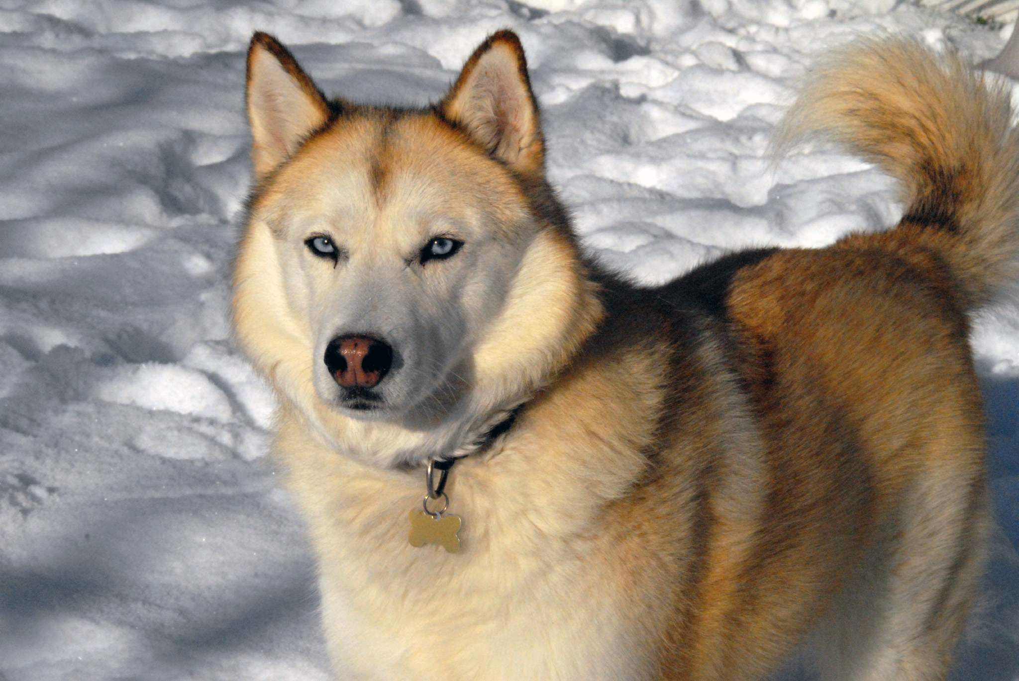 cane husky siberiano