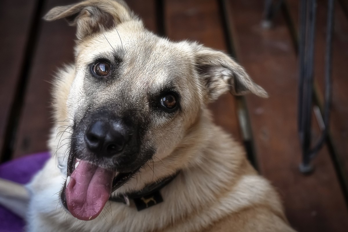 cane con la lingua di fuori