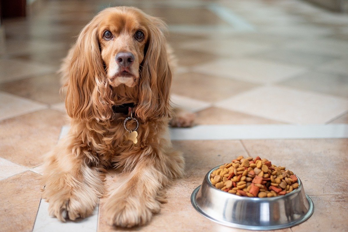 cane a pelo lungo con ciotola di croccantini