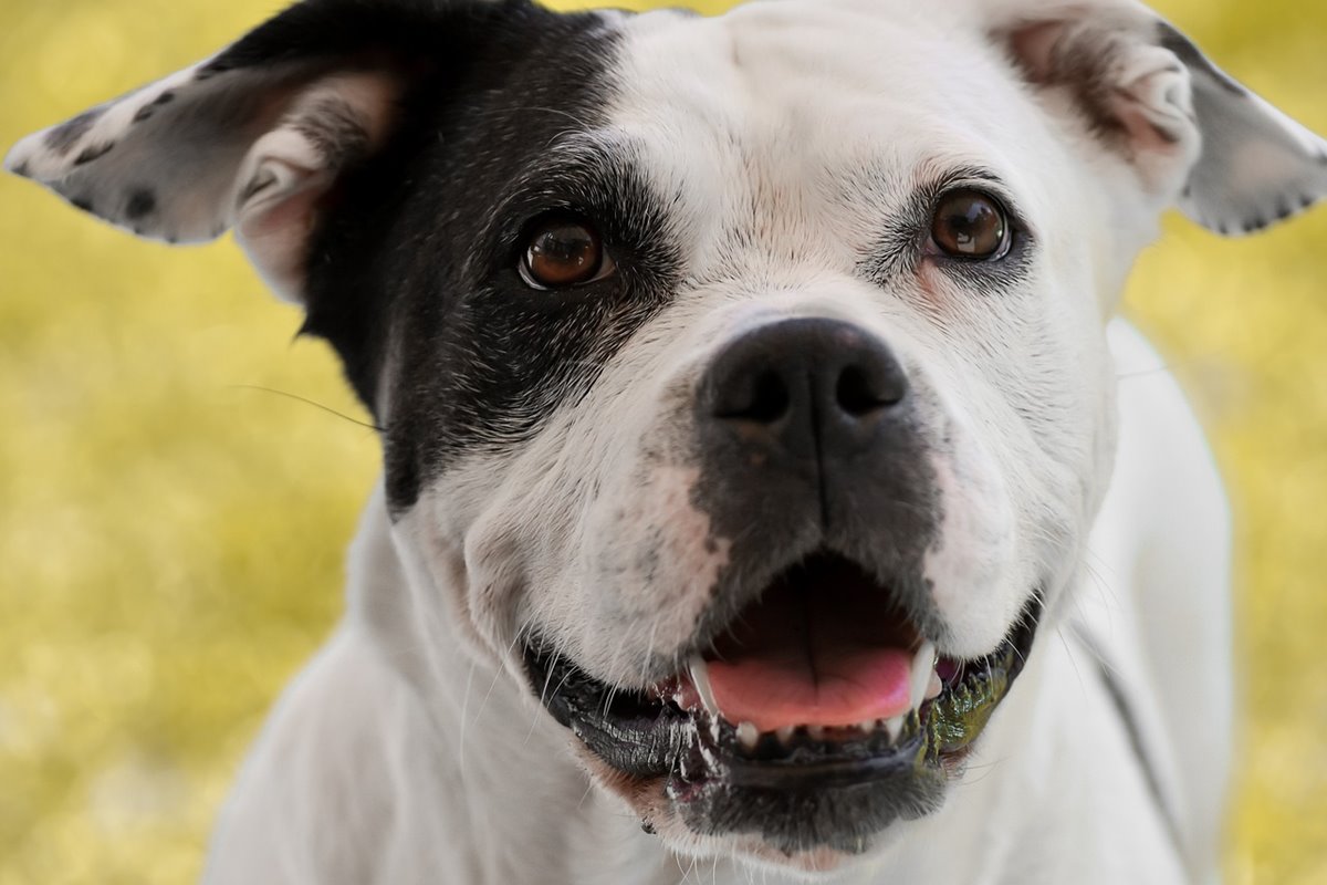 cane bianco e nero