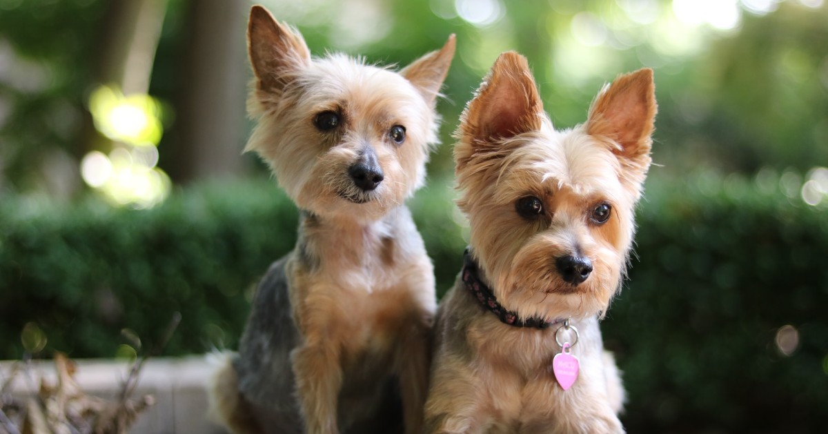 Cuccioli di Yorkshire Terrier: carattere, particolarità e comportamento, cosa sapere