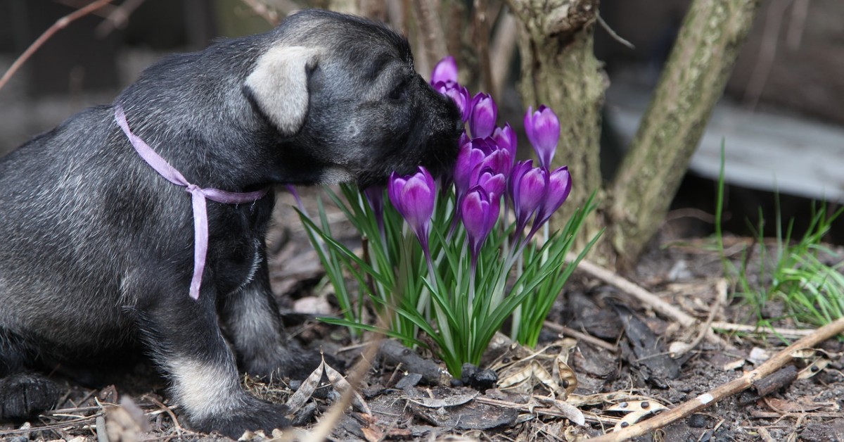 cuccioli di zwergschnauzer pelo