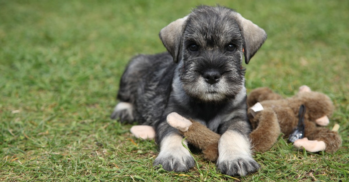 Cuccioli di Zwergschnauzer, pelo: cosa sapere, quando fanno la muta e toelettatura ideale