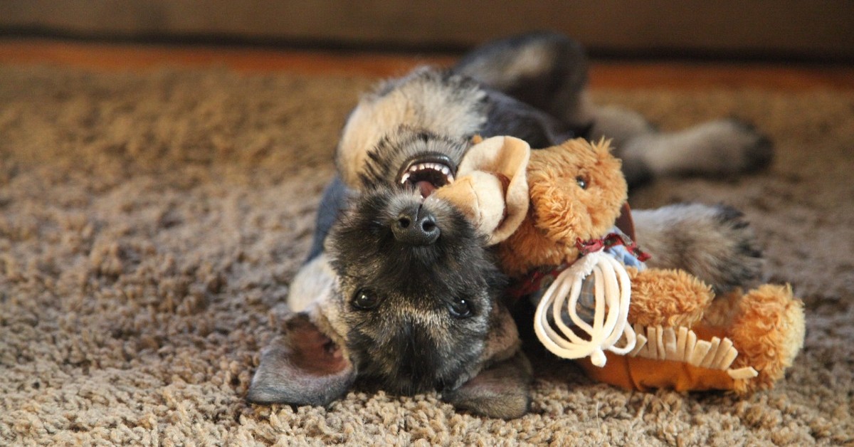 cuccioli di zwergschnauzer pelo