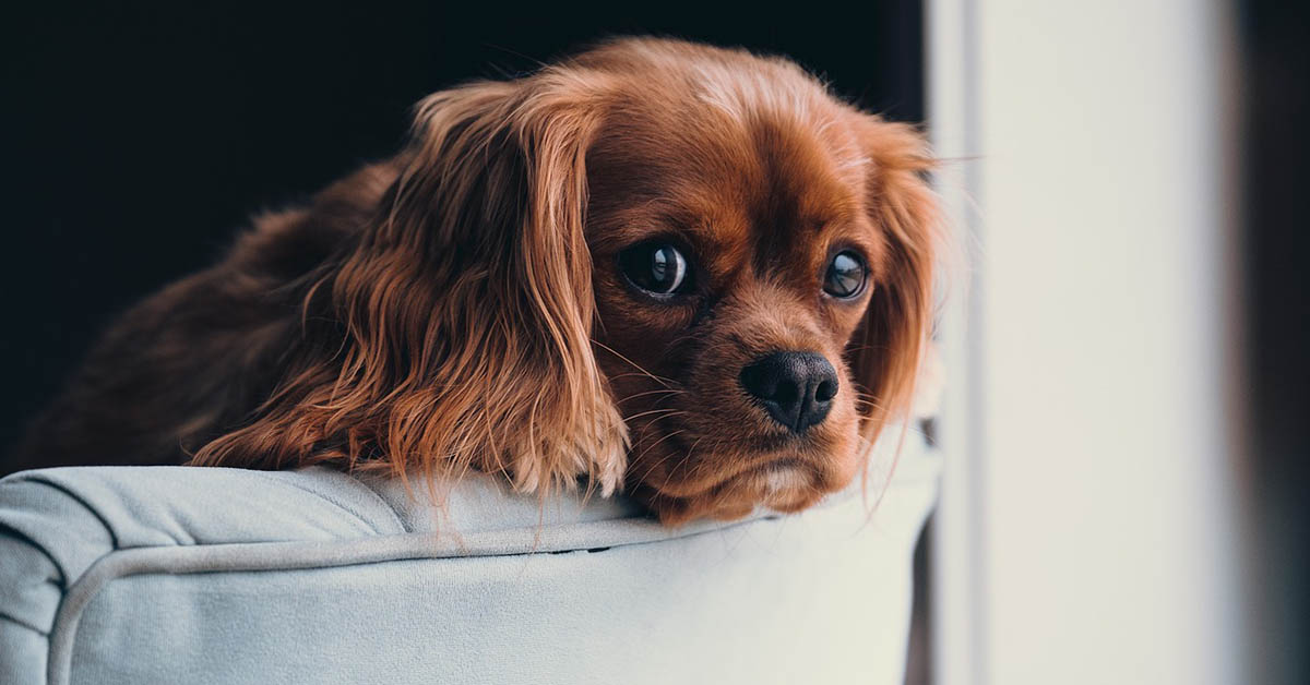 Segnali che il cane deve far pipì: come capire immediatamente se deve urinare