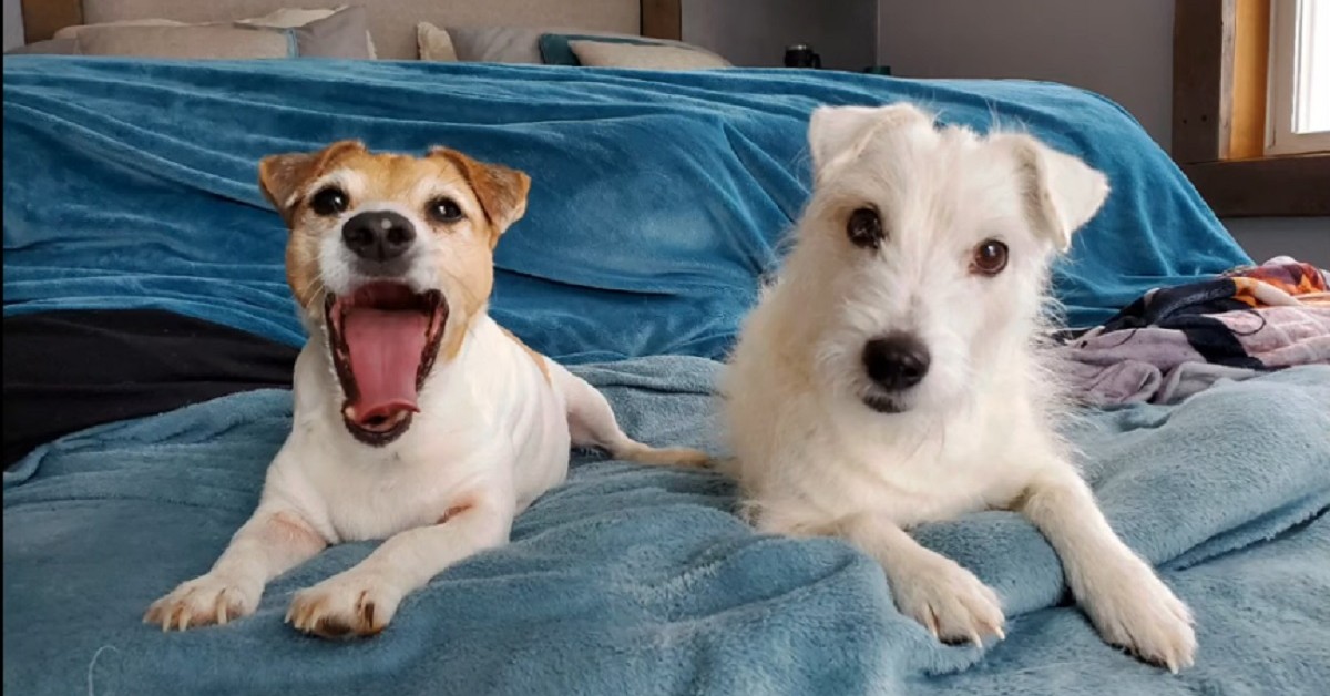 Il simpatico servizio fotografico dei cuccioli di Jack Russell (VIDEO)