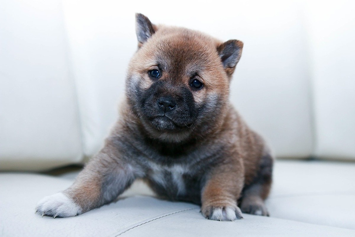 cucciolo di cane che somiglia a un orsetto