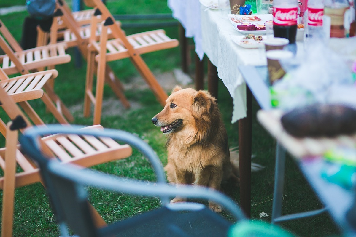 cane sta vicino alla tavola imbandita