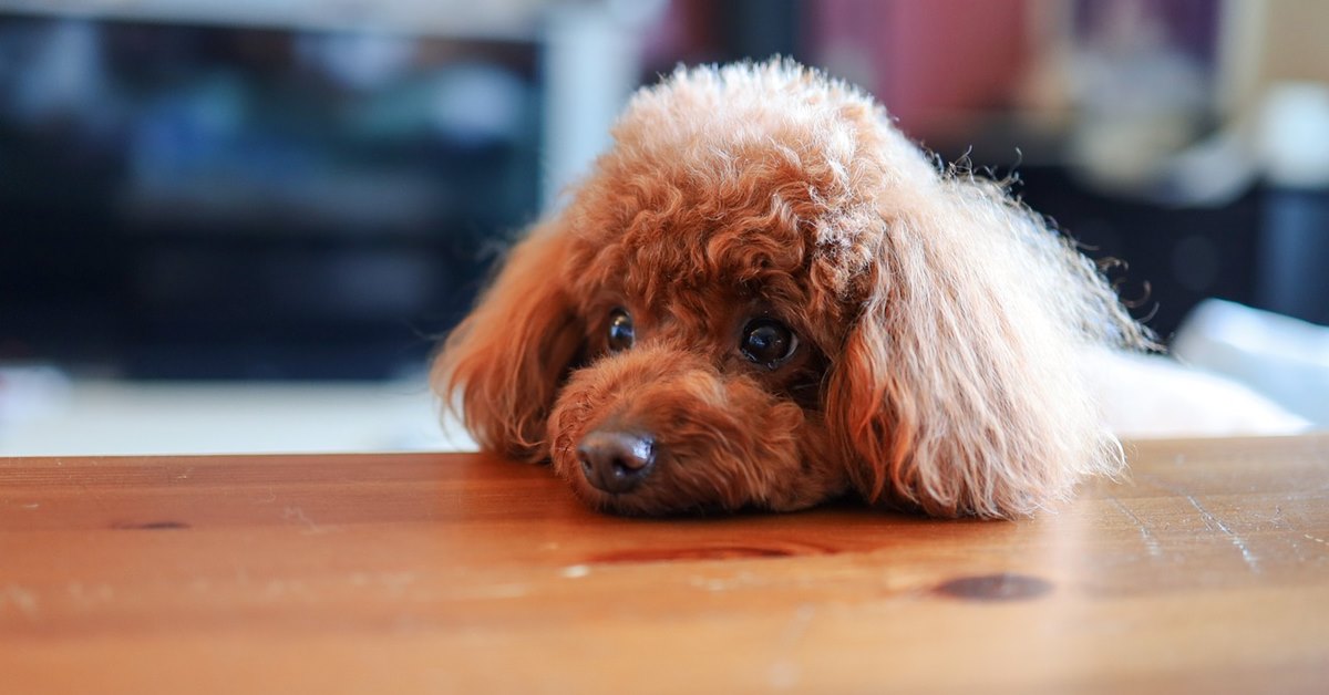 Tenere fermo il cane con la tavola imbandita: tutti i trucchi e i consigli