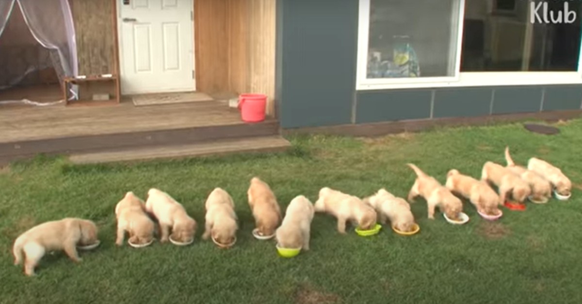 Tredici cuccioli di Golden Retriever corrono, giocano e si divertono (VIDEO)
