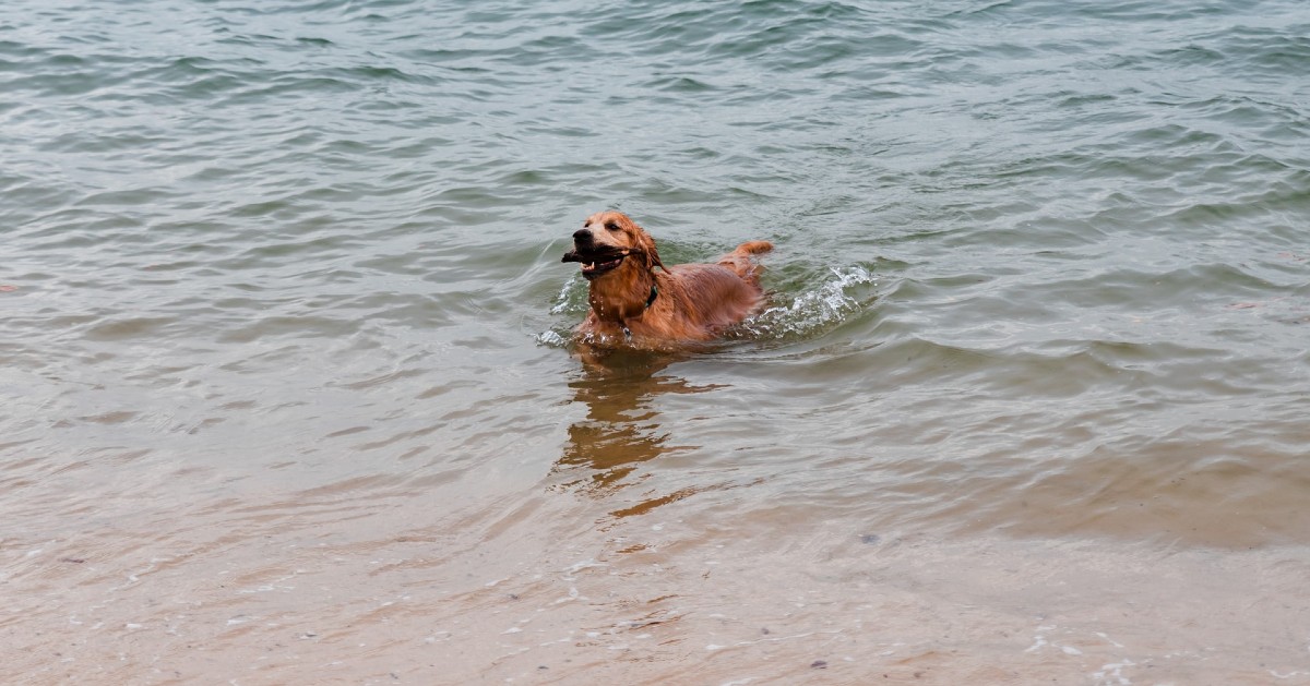 cucciolo di cane può nuotare