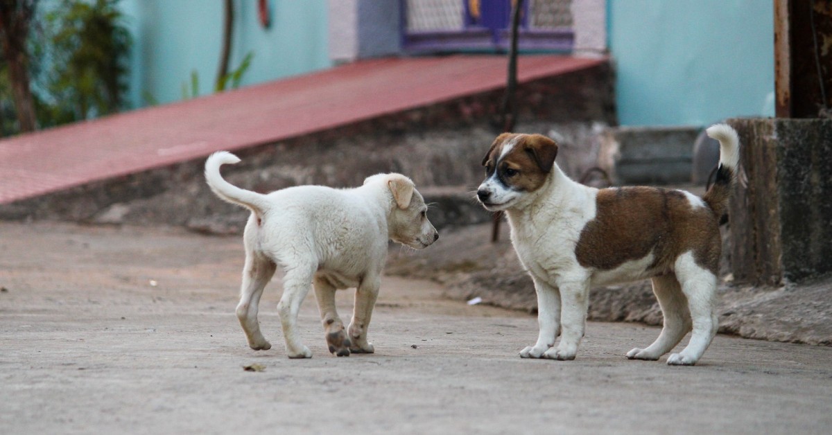 I cuccioli di cane sono gelosi, come mai? Ecco cosa fare se litigano per avere attenzioni