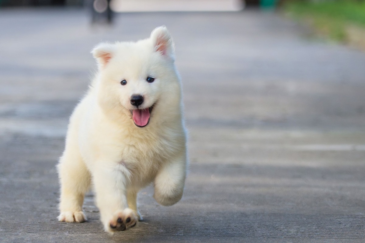 cucciolo di cane che corre