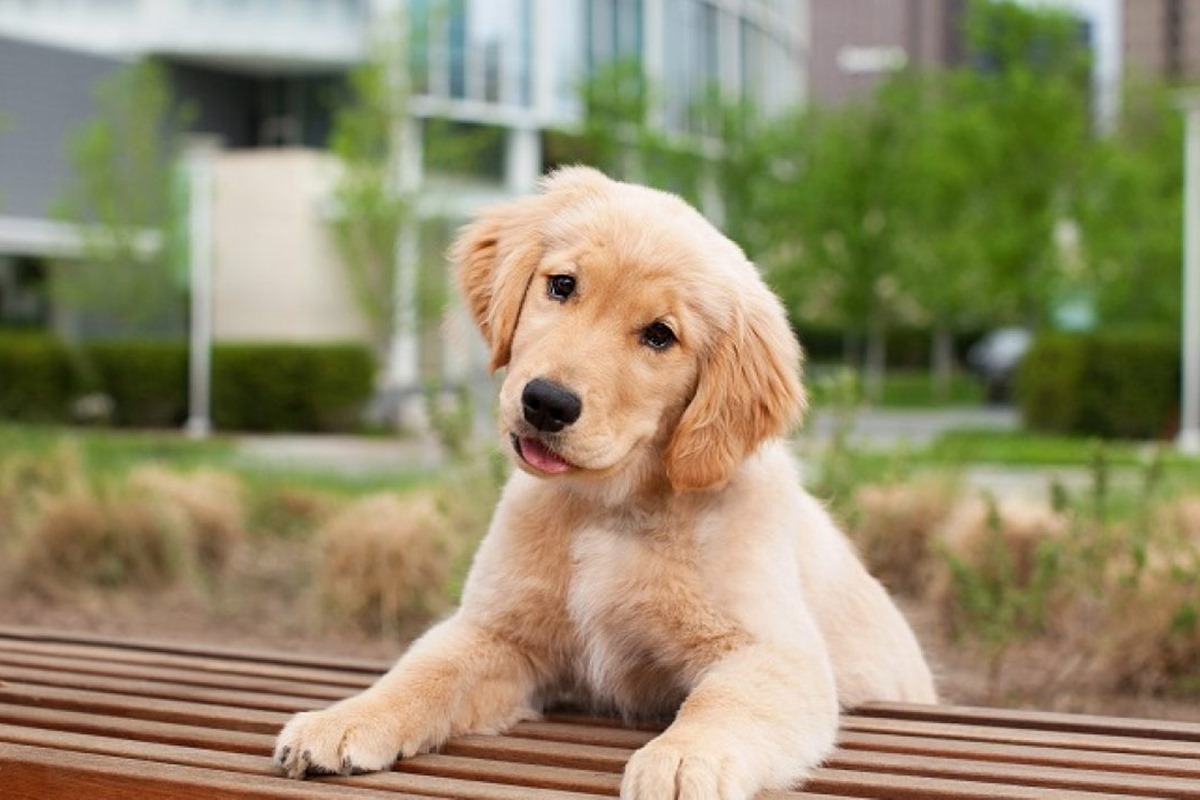 cucciolo di golden retriever