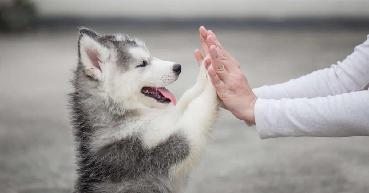 Zampe del cane e taglia: è vero che ci fanno capire quanto diventerà grande?