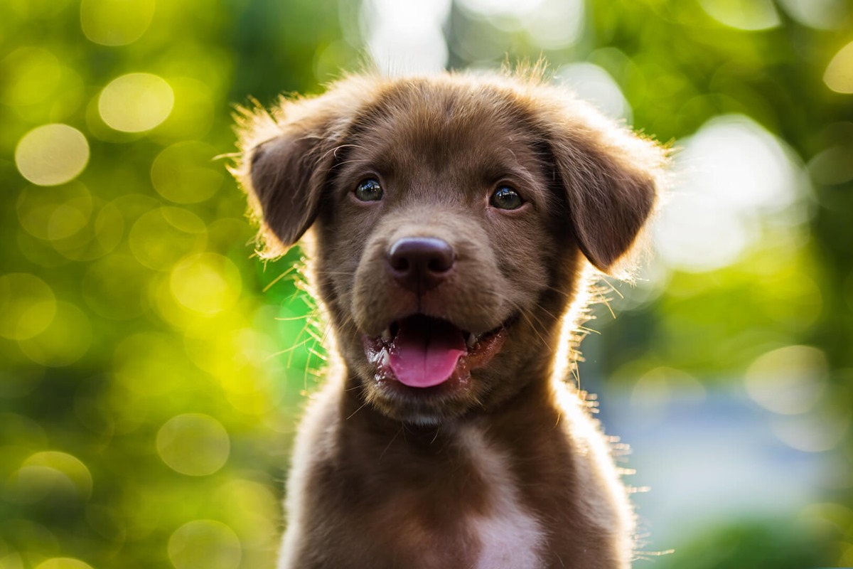 cagnolino con il pelo marrone