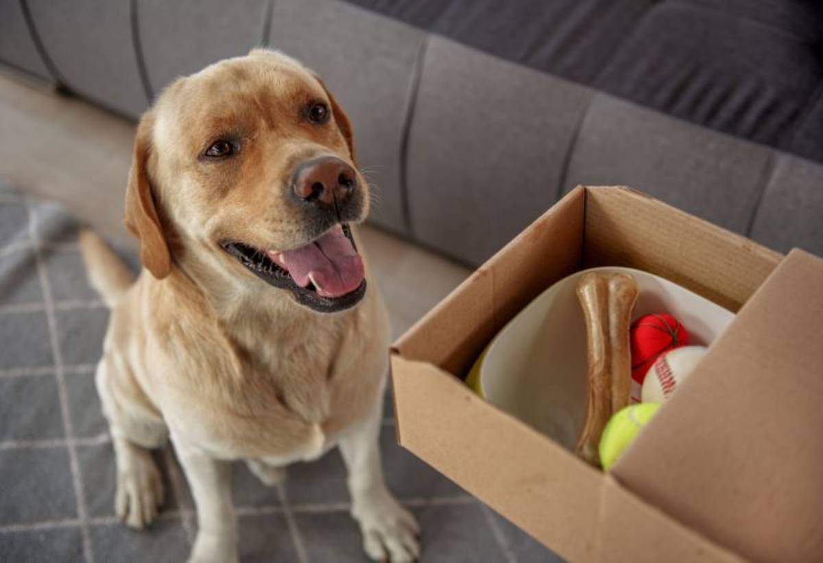 cane alimentazione