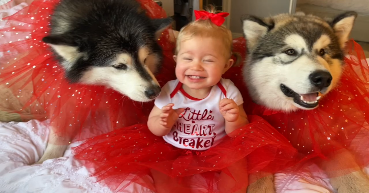 Degli Alaskan Malamute festeggiano San Valentino in un modo molto speciale (VIDEO)