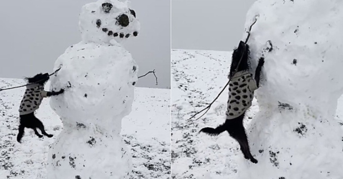 Alice, la cagnolina che non può fare a meno di rubare il braccio del pupazzo di neve (VIDEO)
