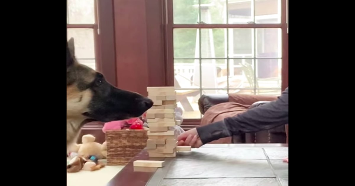 Anya: la cucciola di Pastore Tedesco esperta nel giocare a Jenga (VIDEO)