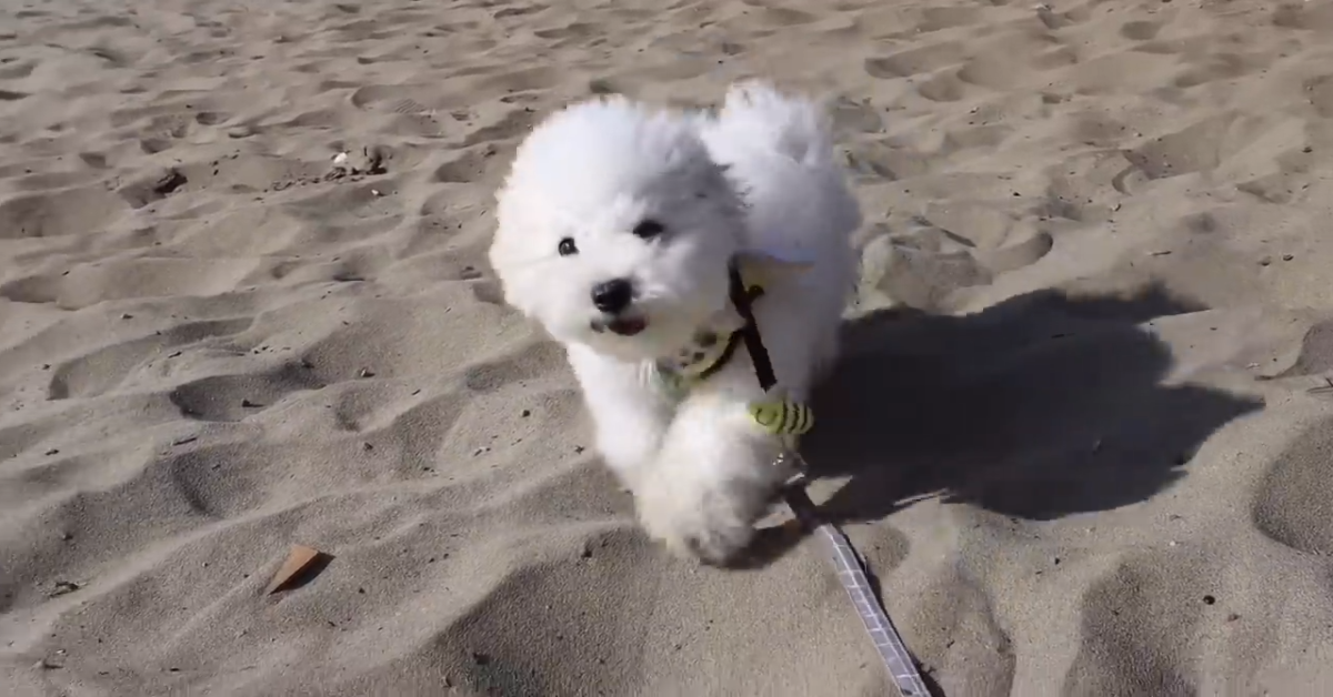 Un Barboncino cucciolo va al mare per la prima volta (VIDEO)