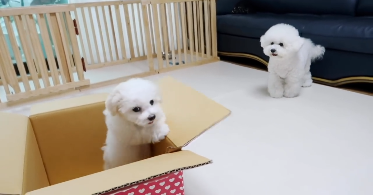 Un Barboncino incontra il cucciolo di casa per la prima volta (VIDEO)