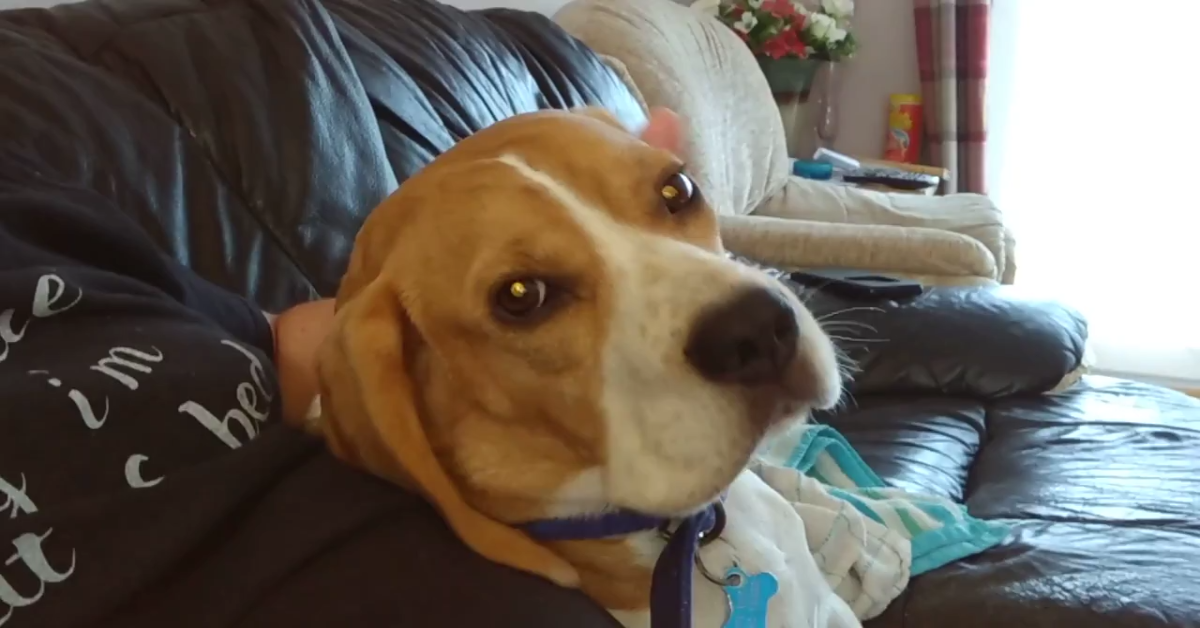 Un Beagle adora le coccole ed è molto felice di riceverle (VIDEO)